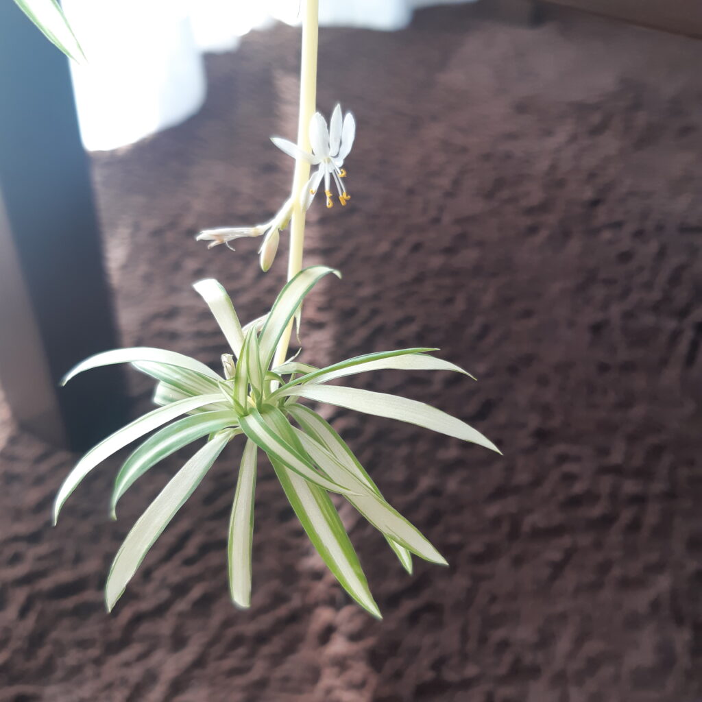 オリヅルラン小花
