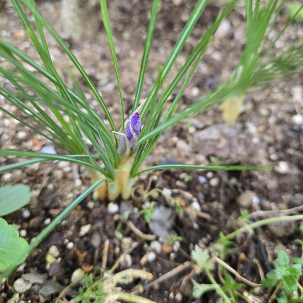 サフラン　花芽