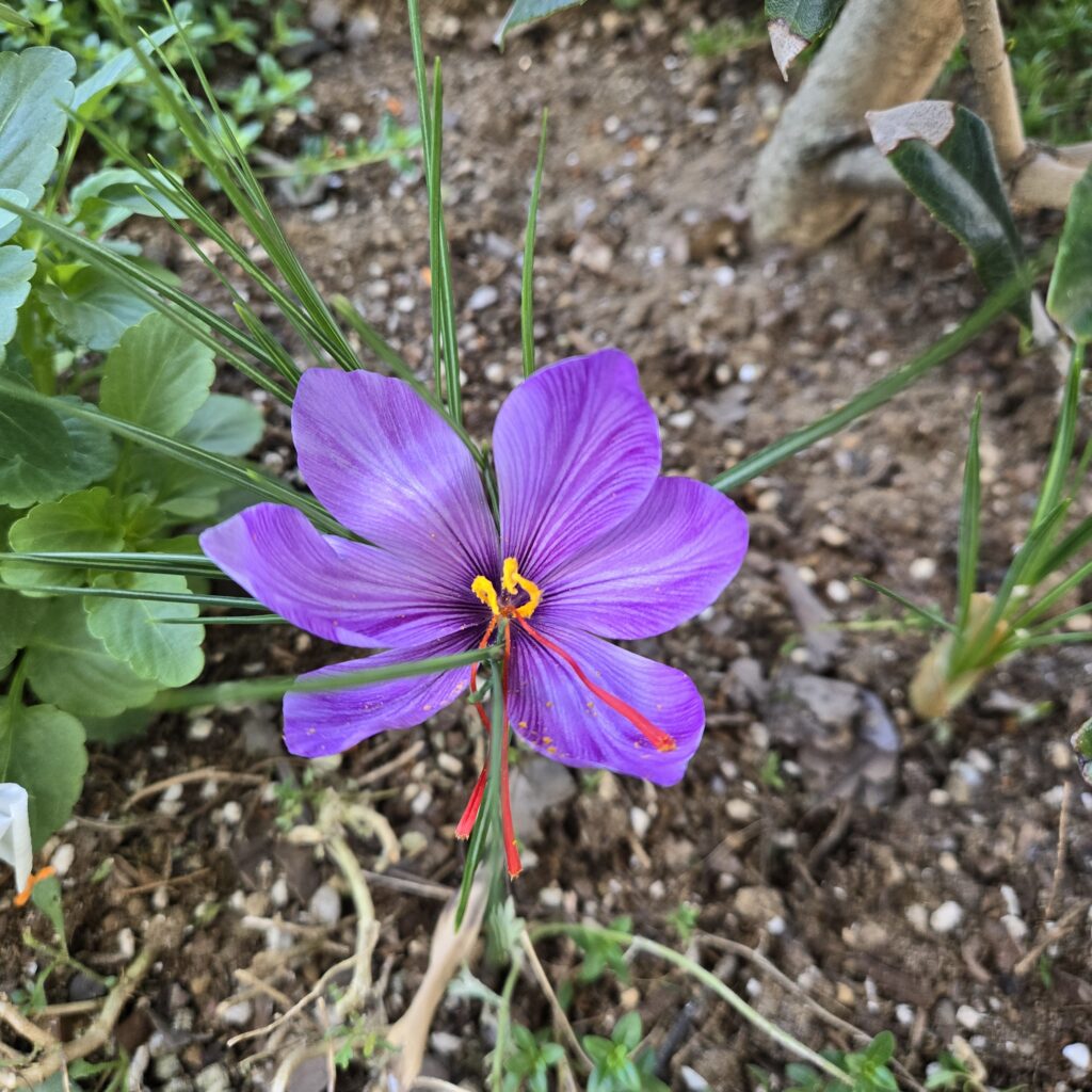 サフラン　花