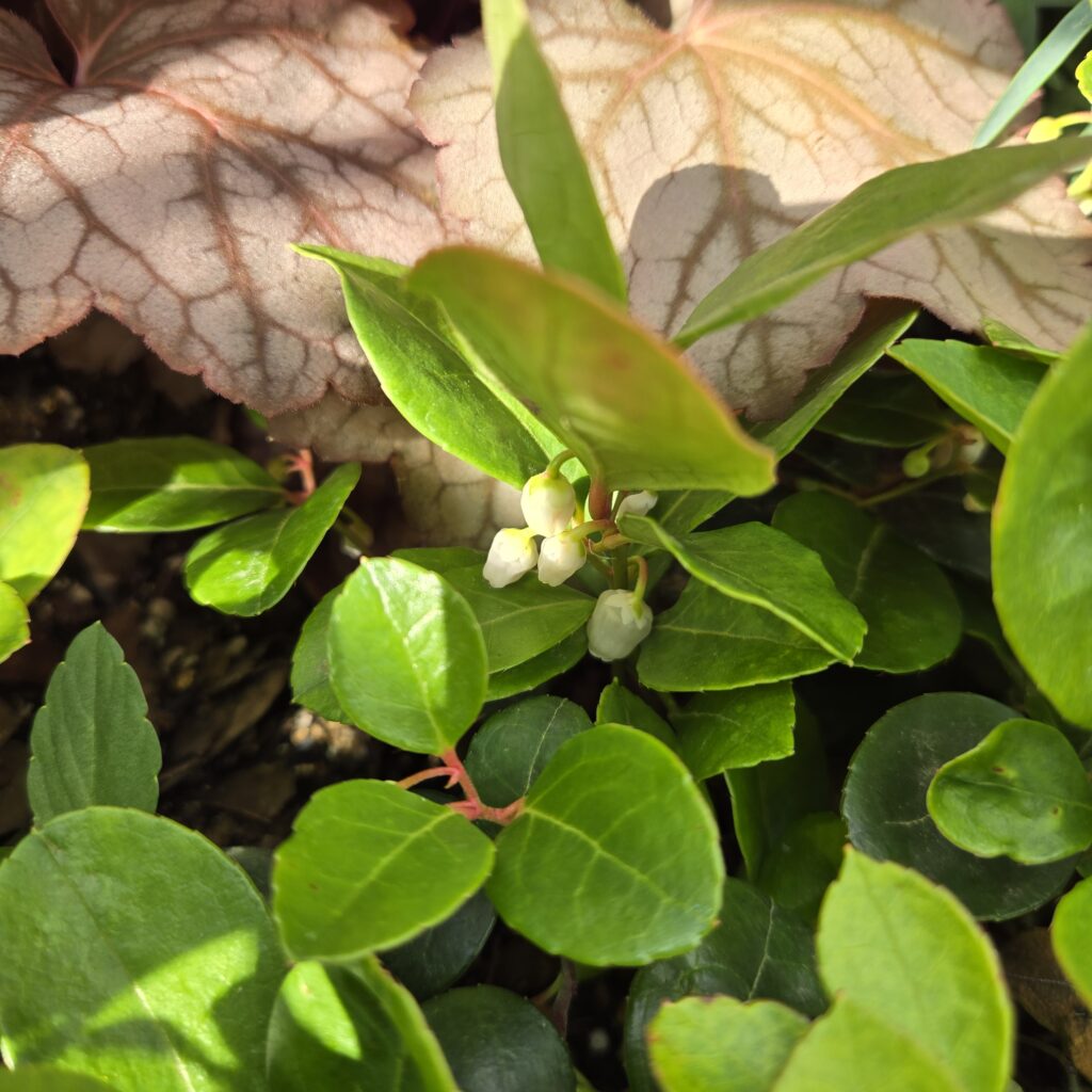 チェッカーベリーの花