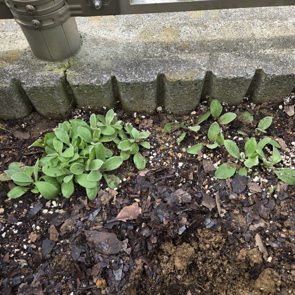 リクニスコロナリア フランネルソウ　植えつけ