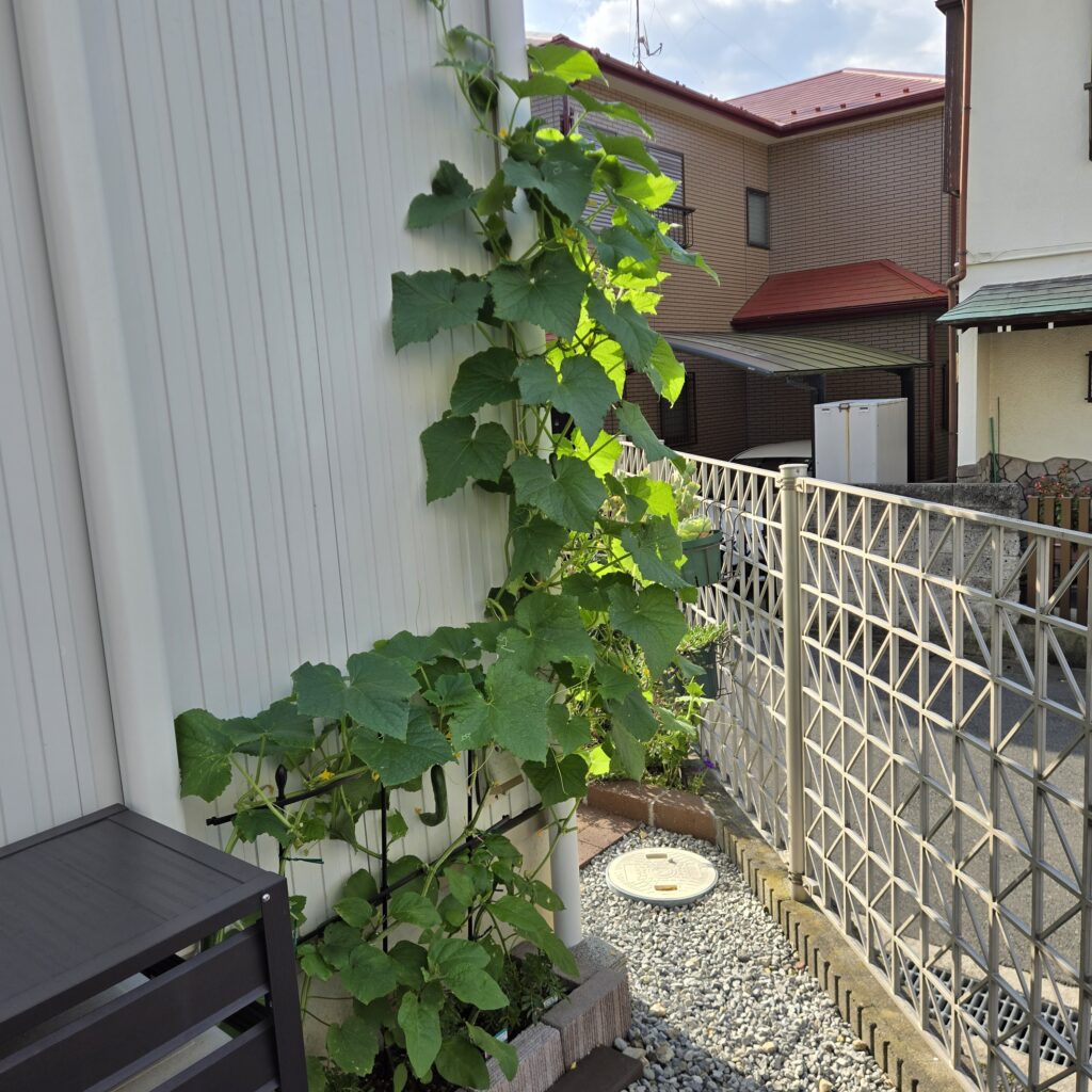 ストロング きゅうり