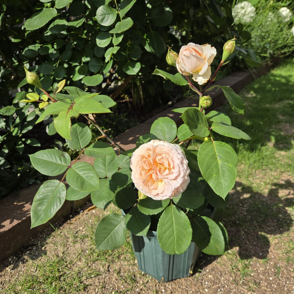 バラ 挿し木 一番花