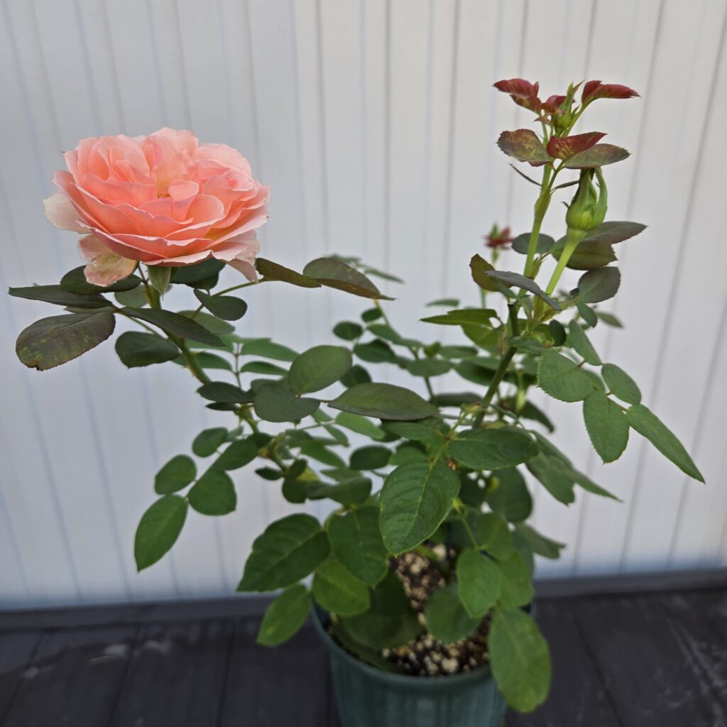 バラ 挿し木 二番花