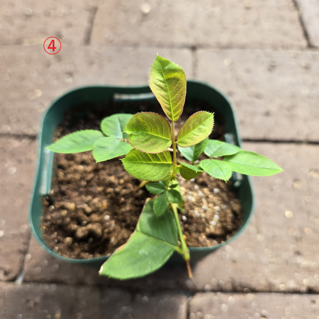 バラ 挿し木 新芽