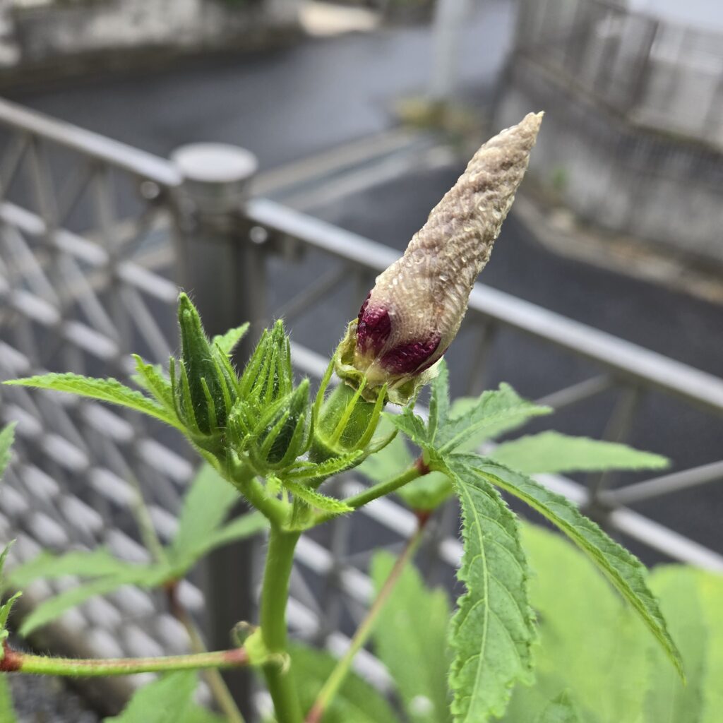 オクラの花後