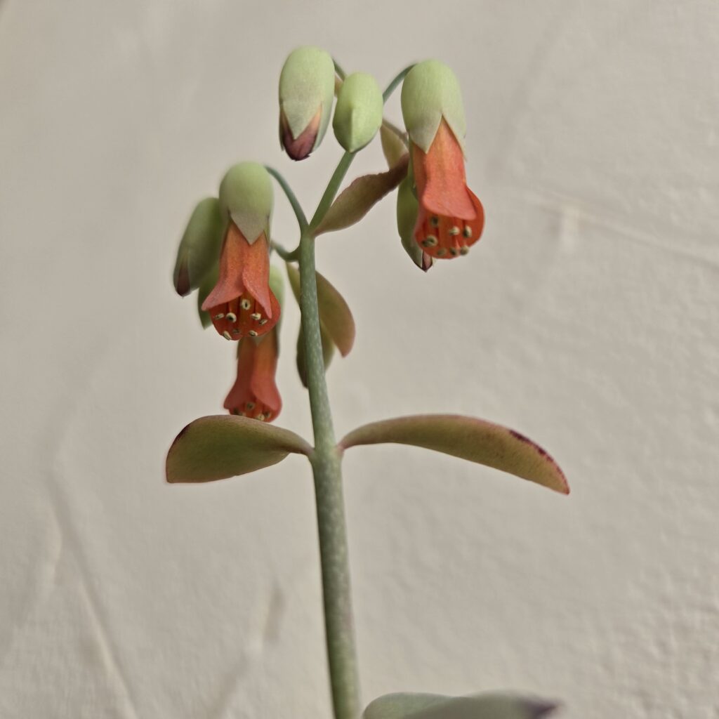 カランコエ 胡蝶の舞 花