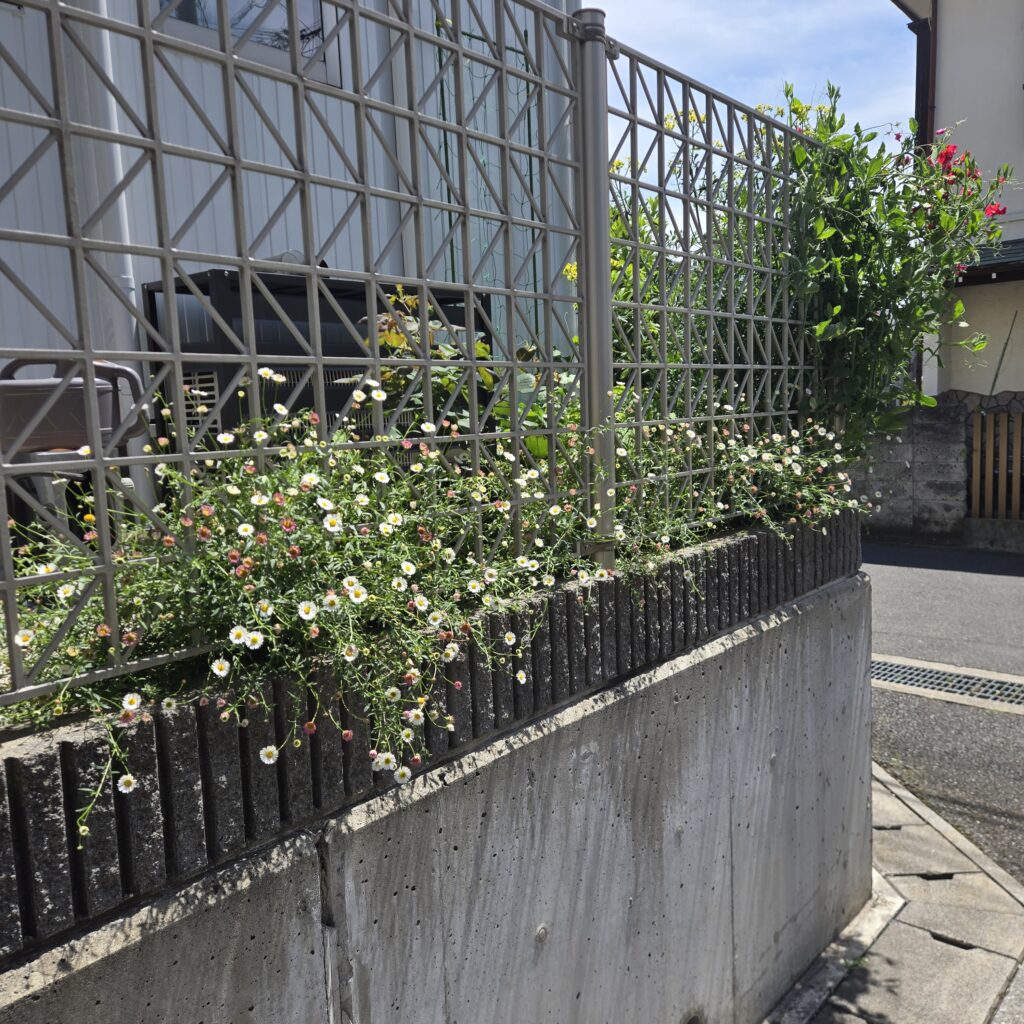 エリゲロン