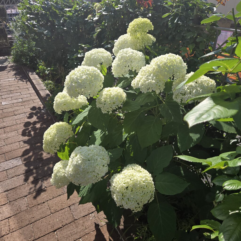 アジサイ アナベル