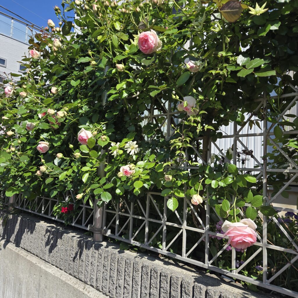 バラ ピエール・ドゥ・ロンサール