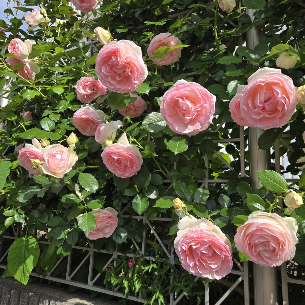 バラ ピエール・ドゥ・ロンサール